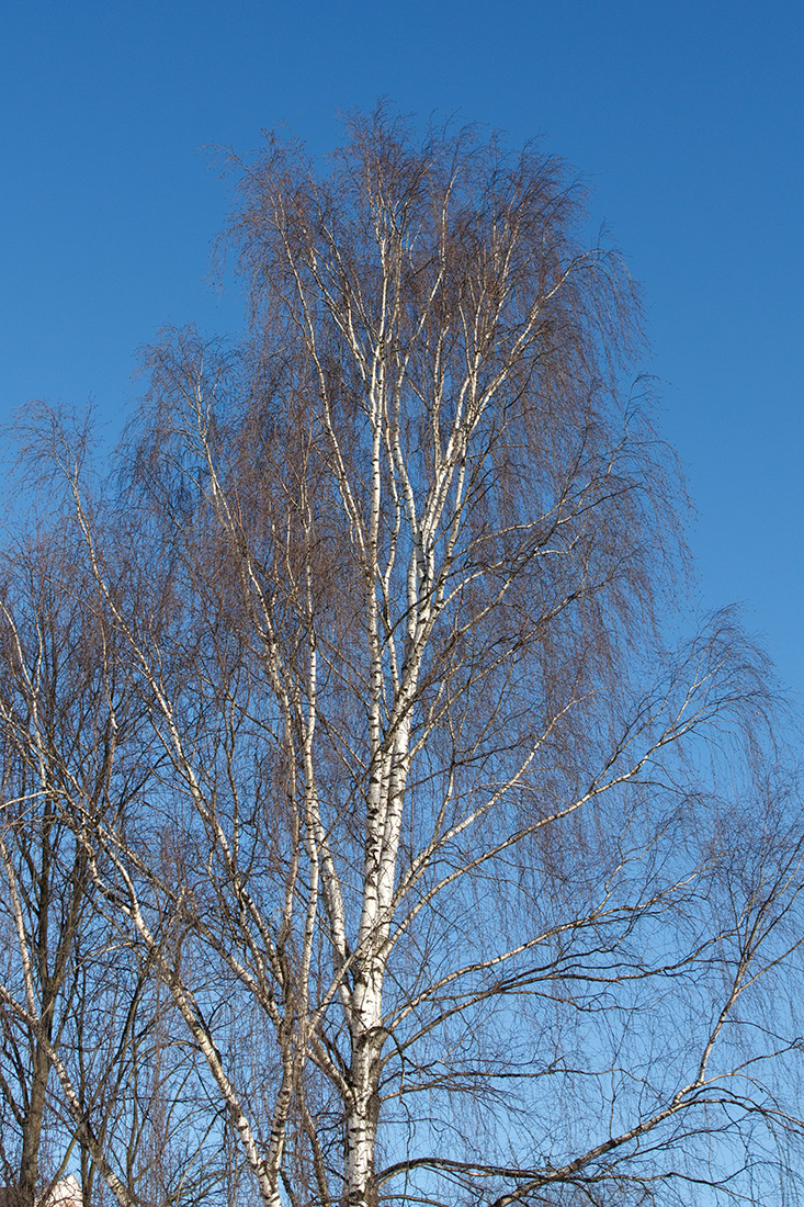 Изображение особи Betula pendula.