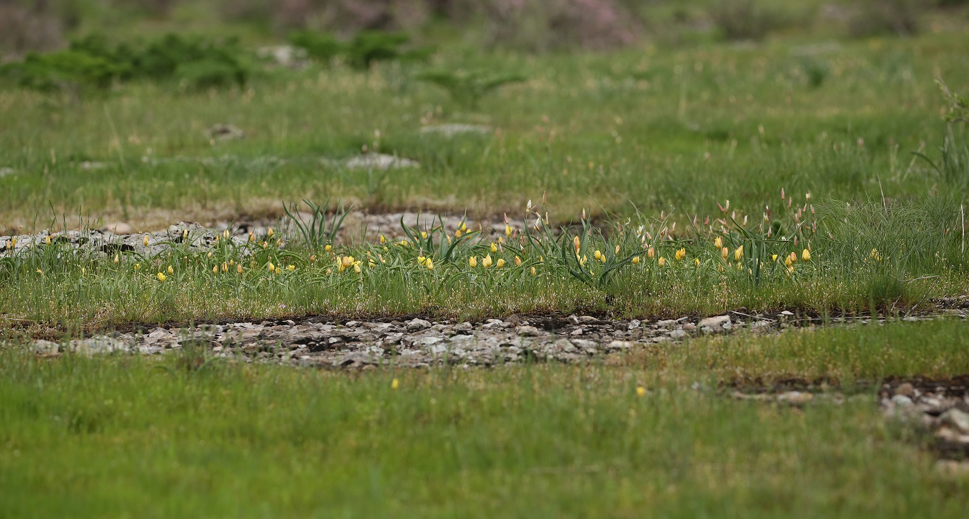 Image of Tulipa lemmersii specimen.