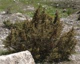 Juniperus oblonga. Растение на горном склоне. Северная Осетия, Алагирское ущелье, окр. пос. Ниж. Унал, засушливая котловина, 950 м н.у.м. 07.05.2010.