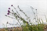 Centaurea scabiosa. Цветущее растение с распустившимися и нераспустившимися соцветиями. Карелия, Заонежье, песчано-галечный пляж. 25.07.2017.