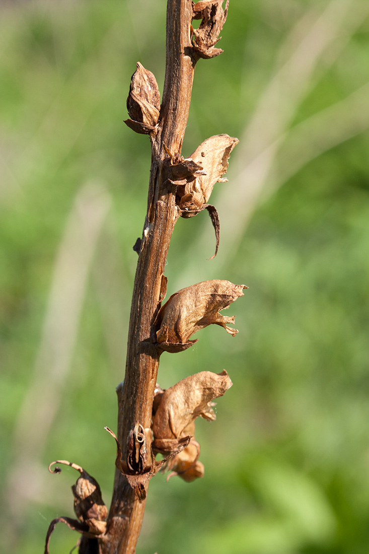 Image of Orobanche pallidiflora specimen.