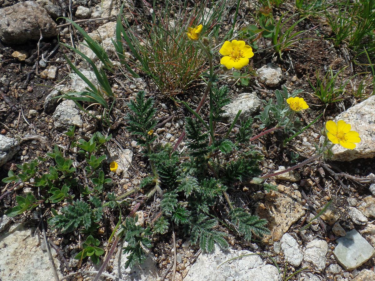 Image of Potentilla sericea specimen.