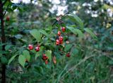 Euonymus verrucosus. Верхушка ветви с плодами. Московская обл., Орехово-Зуевский р-н, окр. дер. Красная Дубрава, долина р. Клязьма, опушка смешанного леса. 26.08.2018.