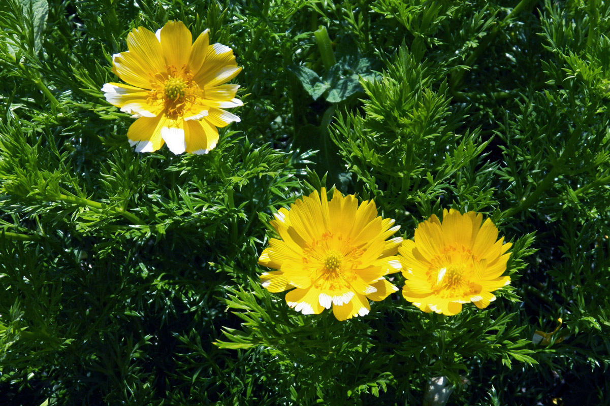 Image of Adonis turkestanica specimen.