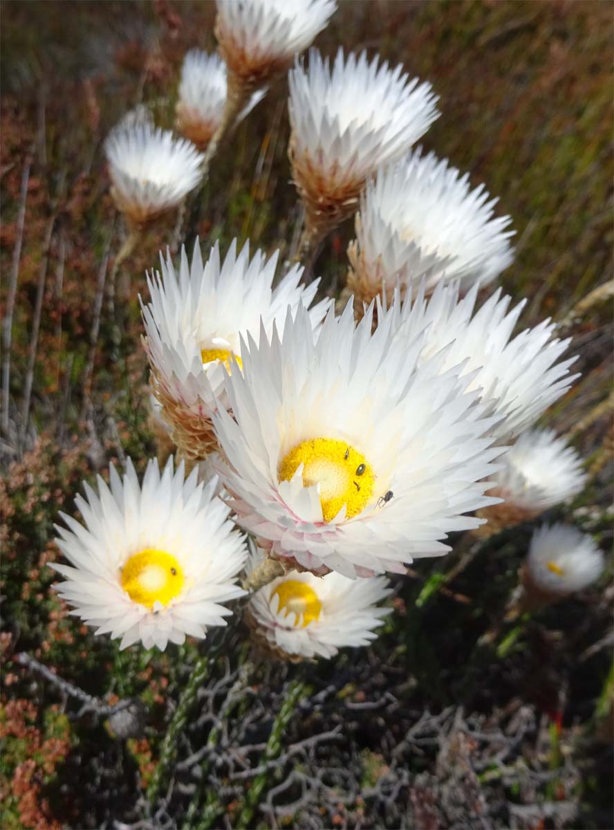 Изображение особи Edmondia sesamoides.