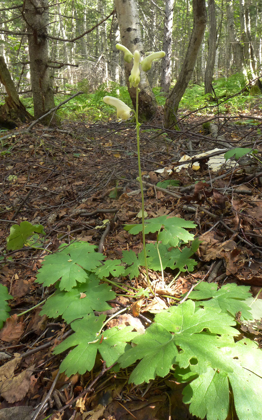 Image of Aconitum umbrosum specimen.