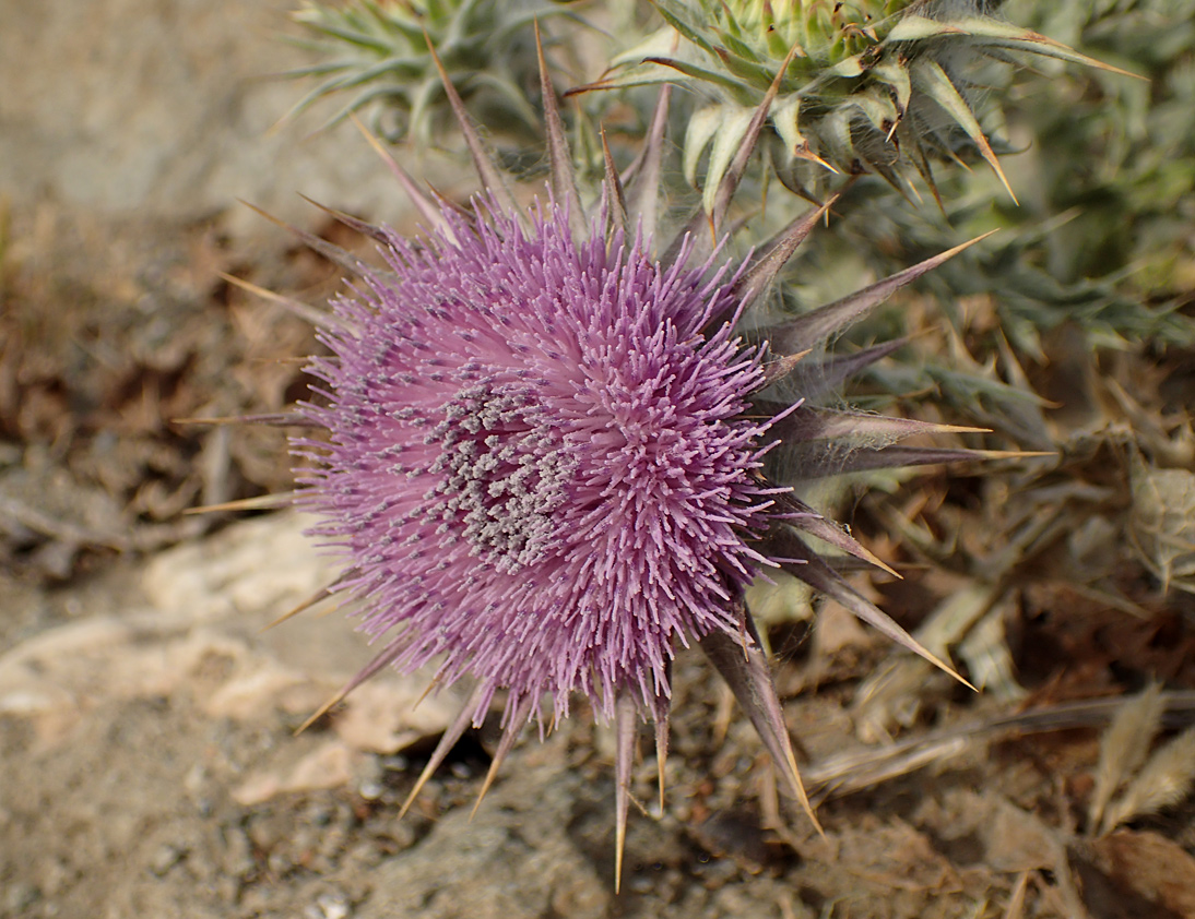 Image of Onopordum caulescens specimen.