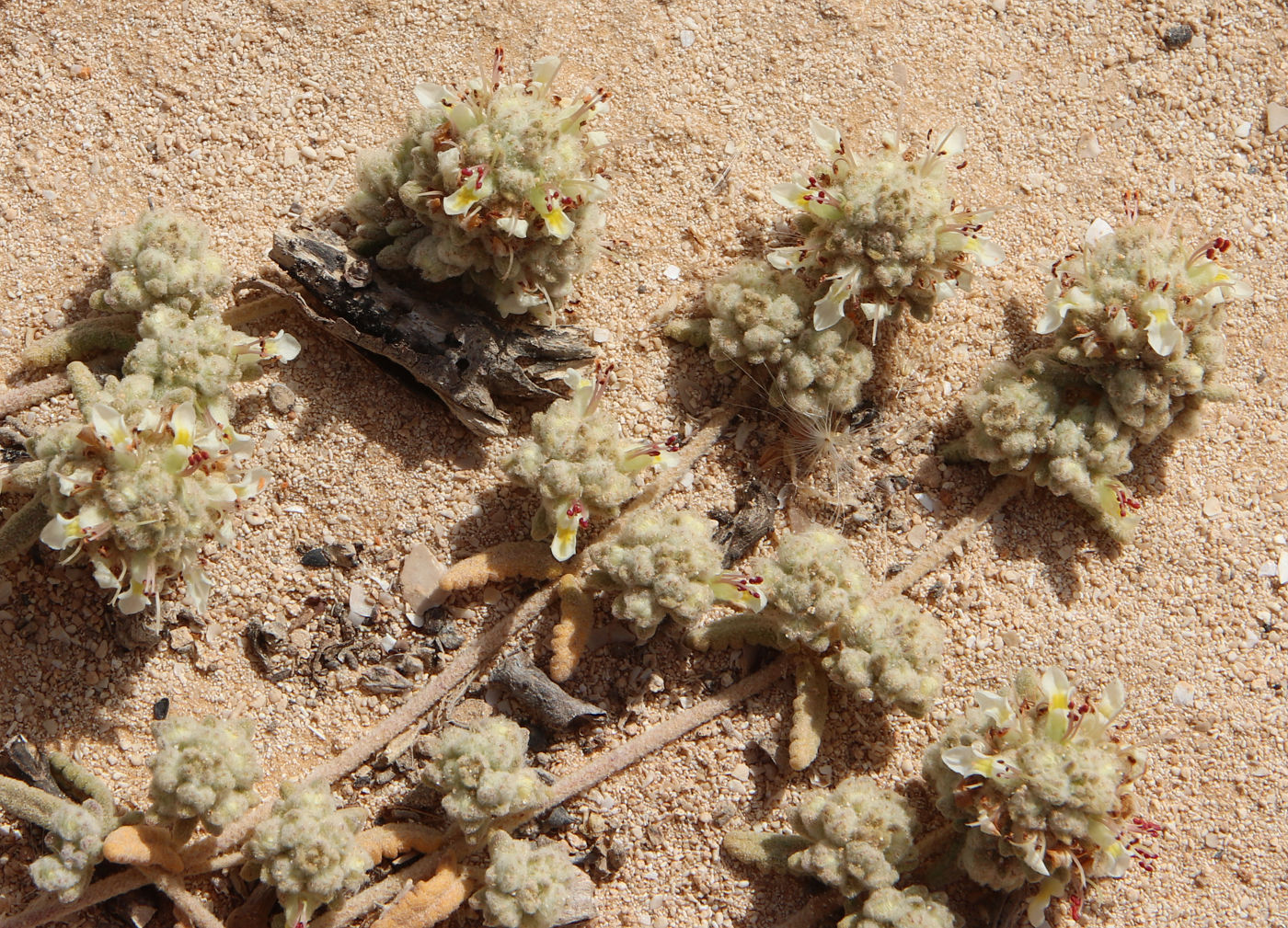 Image of Teucrium capitatum specimen.