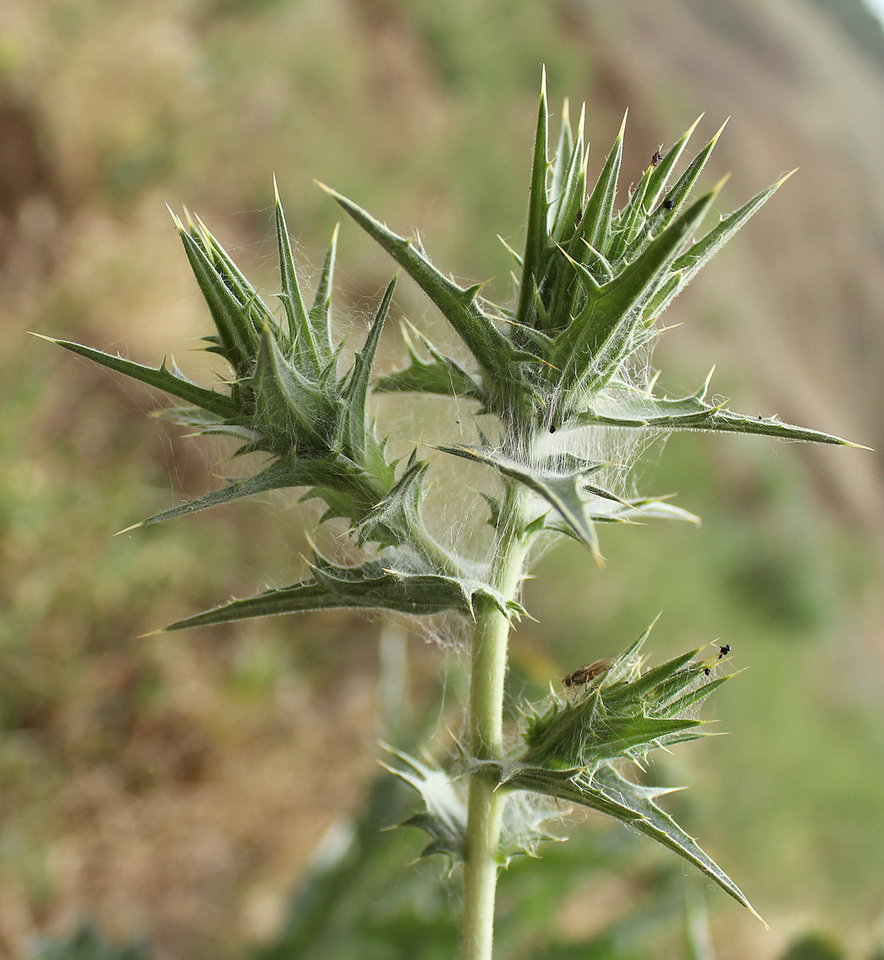 Изображение особи Carthamus lanatus.