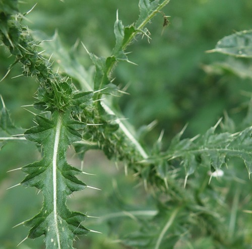 Image of Carduus acanthoides specimen.