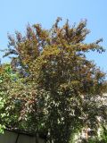 Prunus cerasifera variety pissardii. Дерево с молодыми плодами. Волгоград, пос. Металлургов, ВР Ботсад. 25.05.2019.