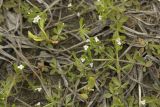 Galium trifidum