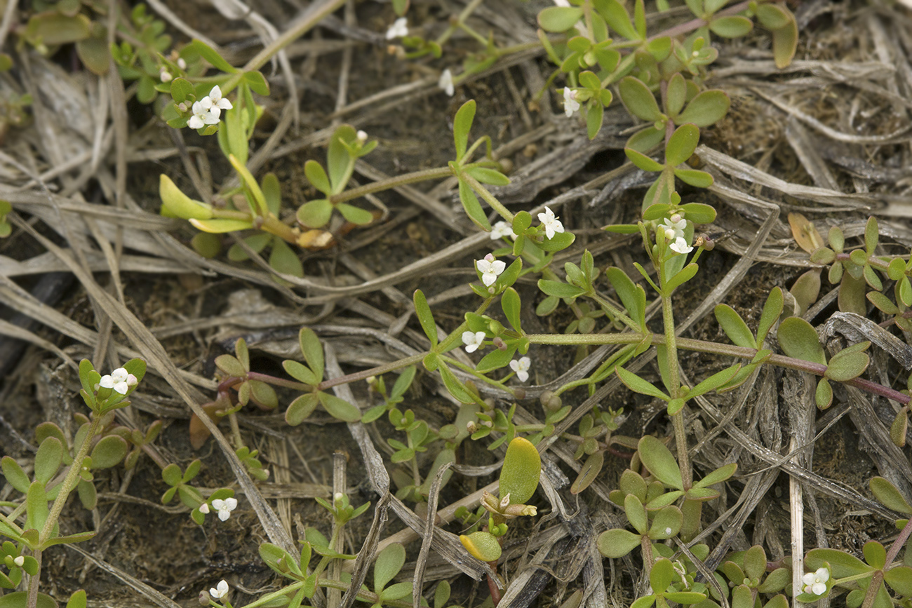 Image of Galium trifidum specimen.