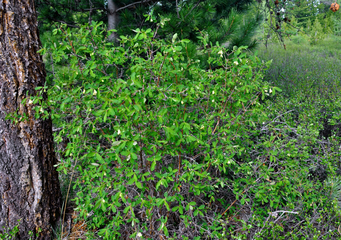 Image of Lonicera altaica specimen.