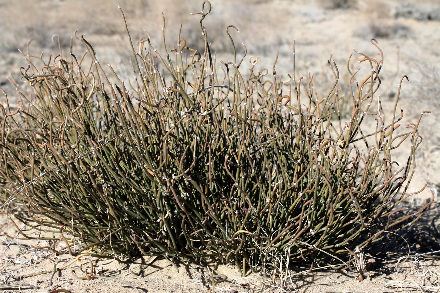 Image of Ephedra distachya specimen.