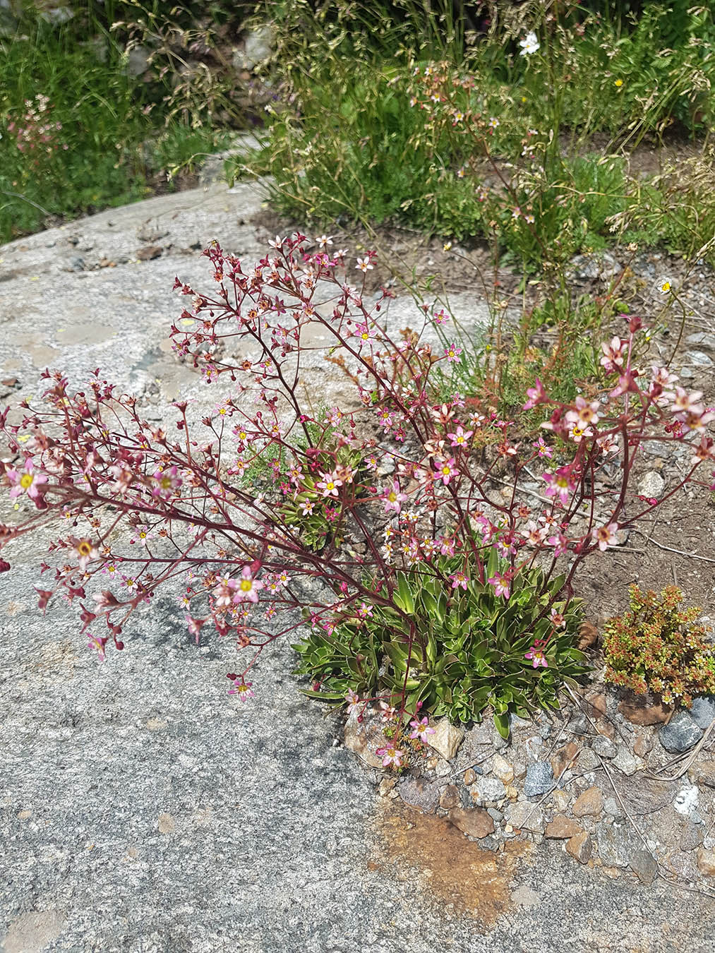 Image of Saxifraga kolenatiana specimen.