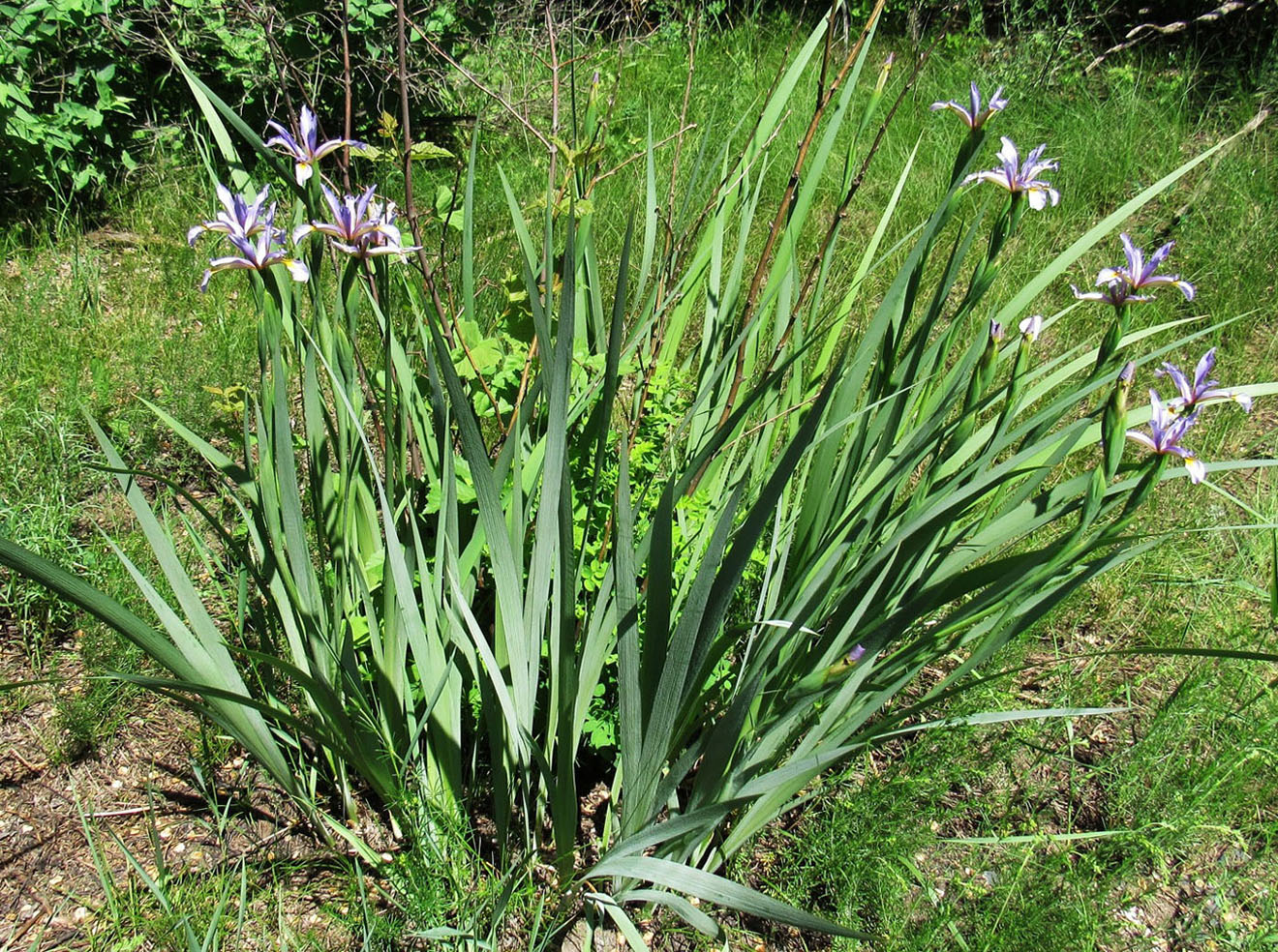 Image of Iris sogdiana specimen.