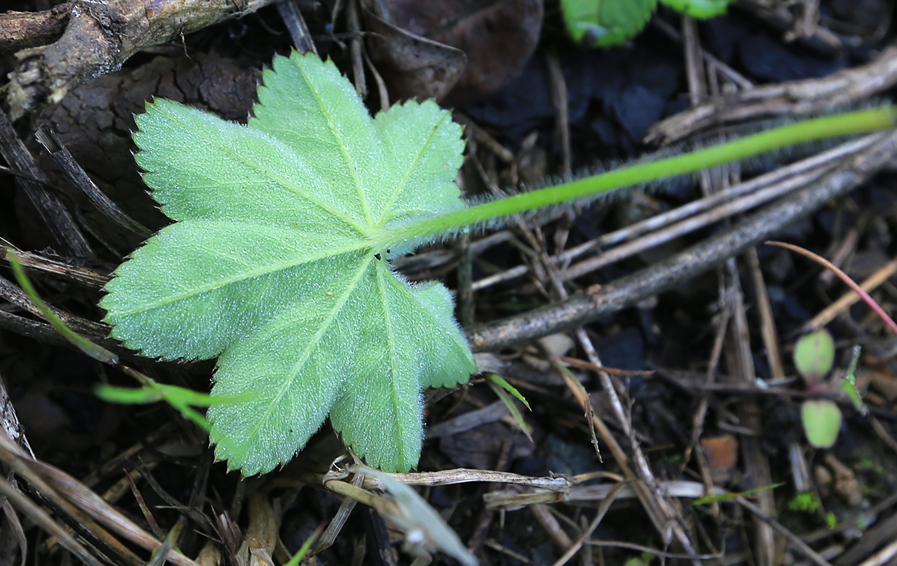 Изображение особи Alchemilla micans.