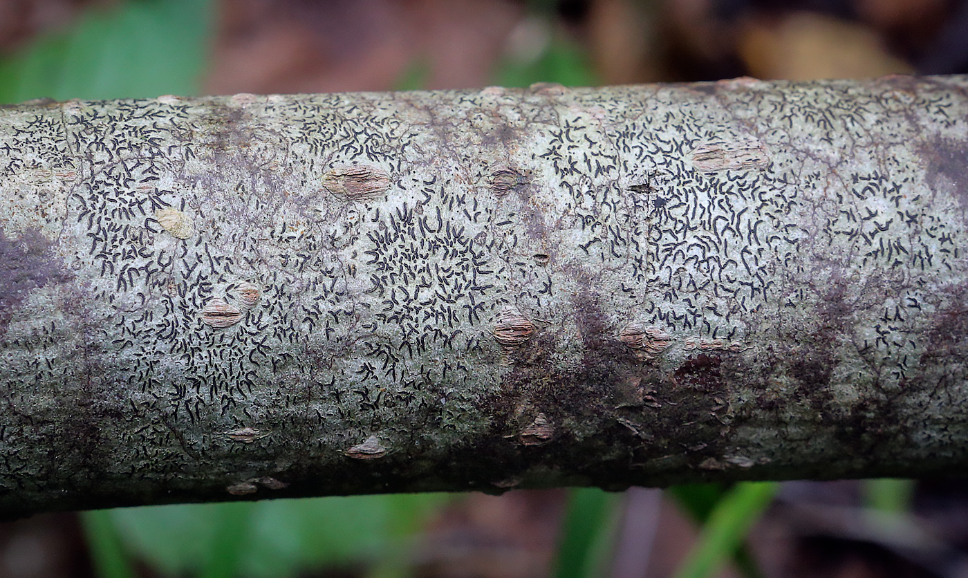 Image of Graphis scripta specimen.