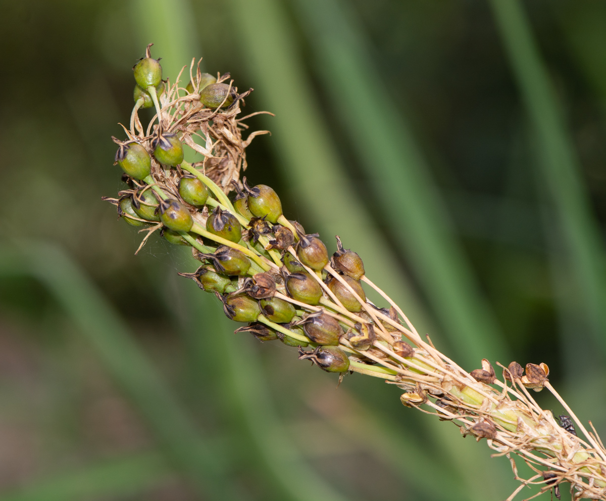 Image of Bulbine narcissifolia specimen.