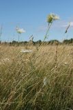 Daucus carota