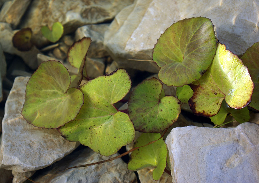 Изображение особи Petasites radiatus.