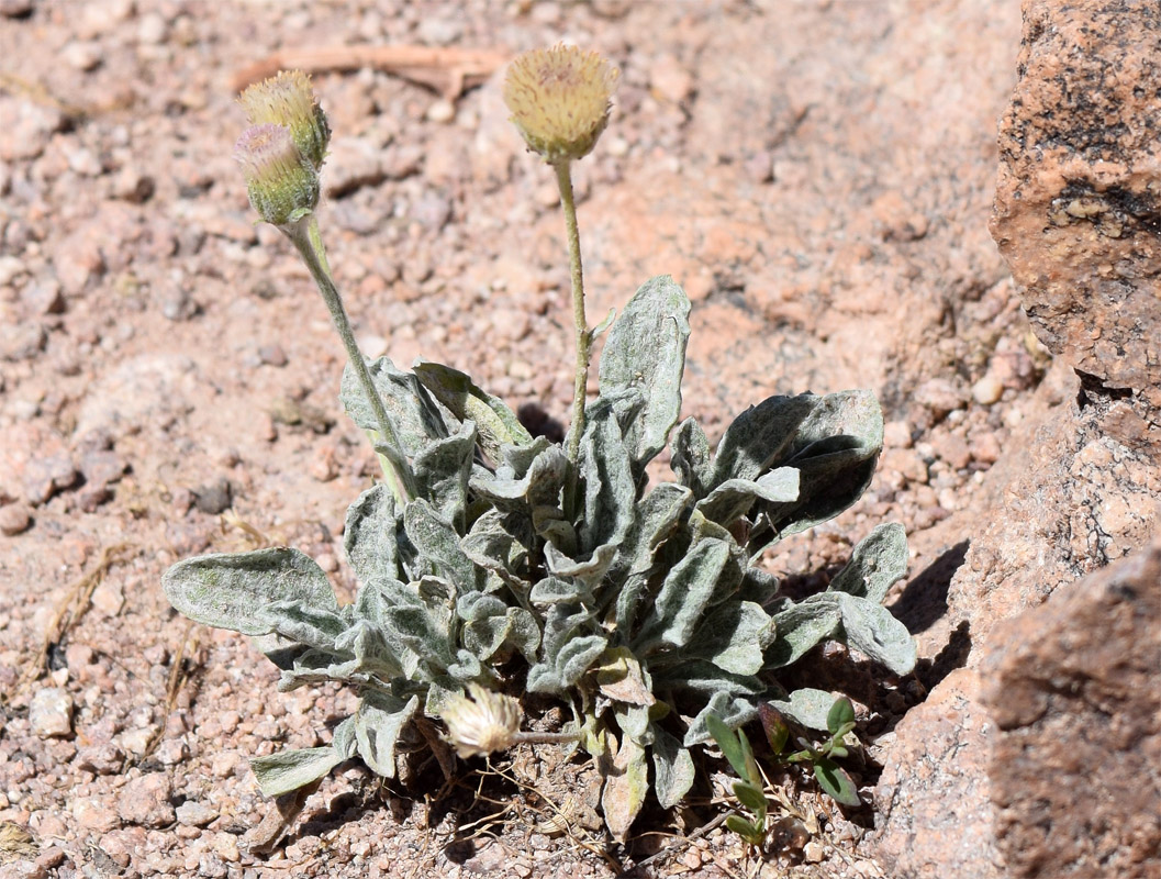 Изображение особи Erigeron amorphoglossus.