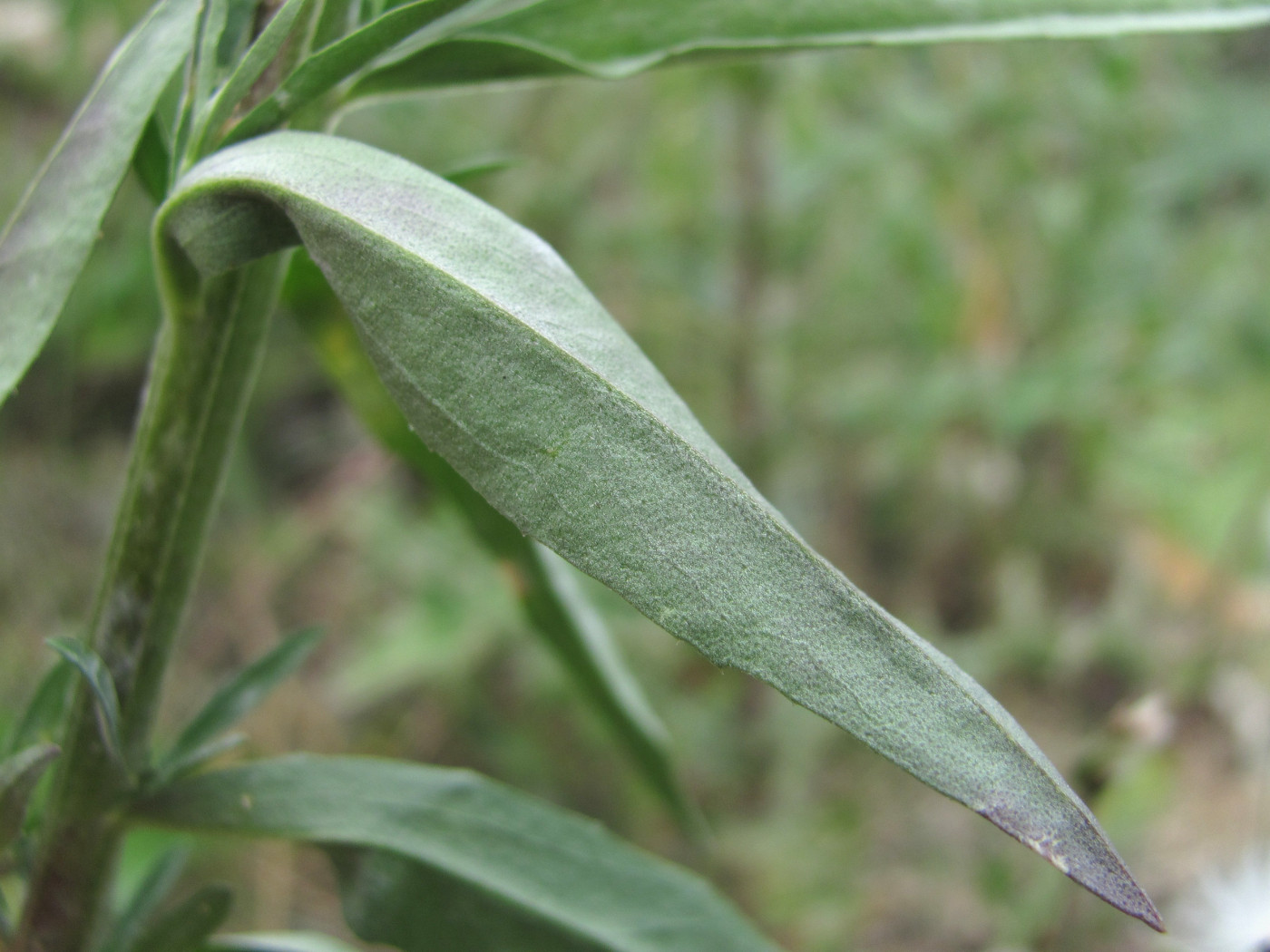 Image of genus Erysimum specimen.