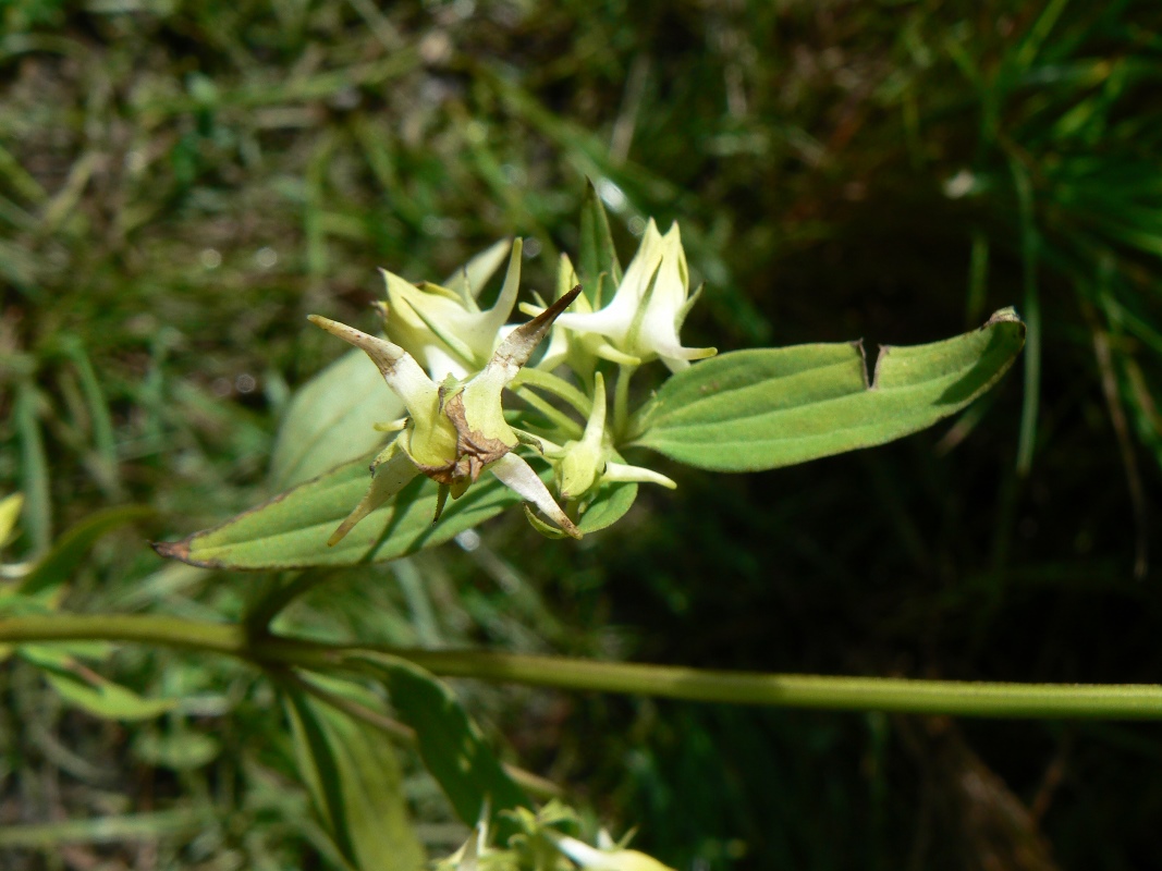 Изображение особи Halenia corniculata.