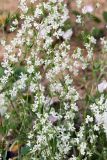 Silene dichotoma