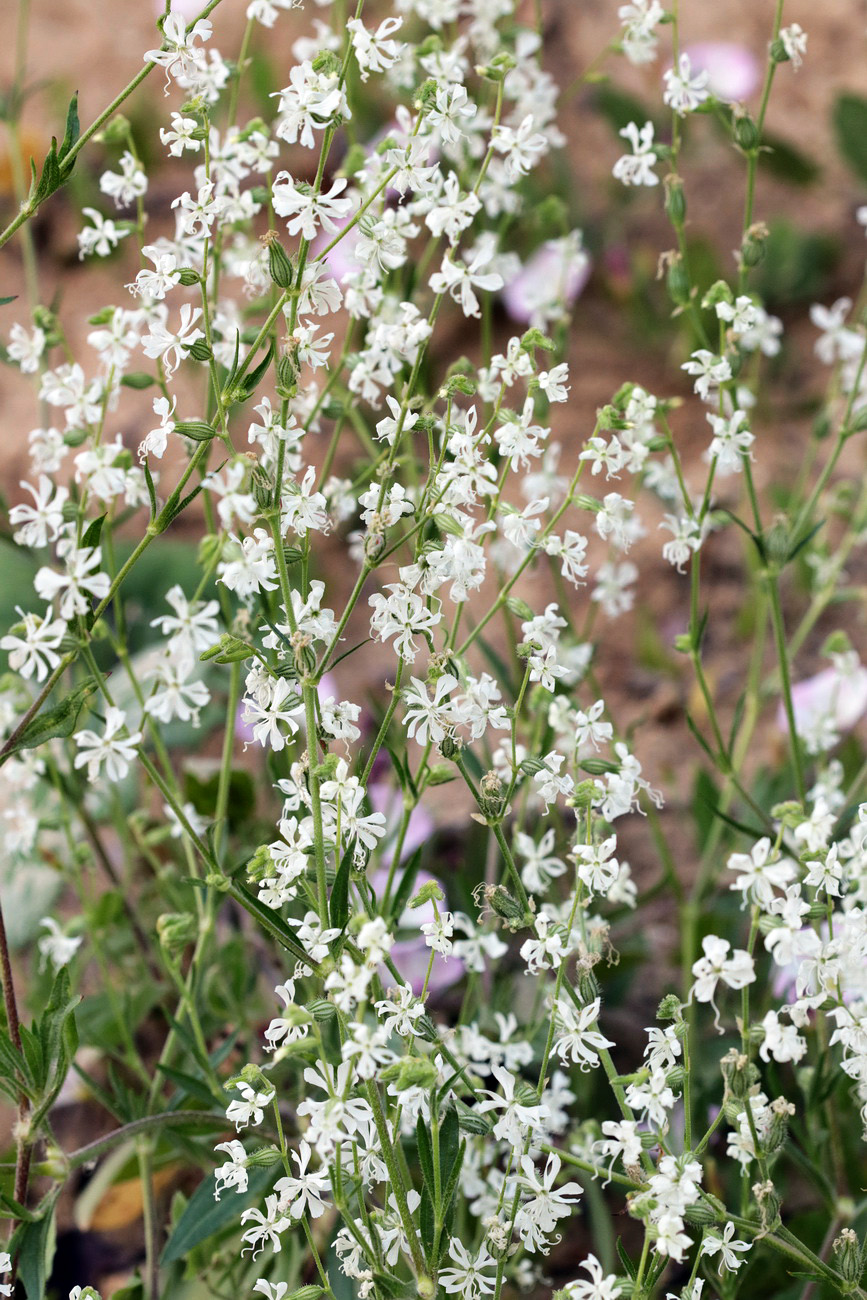 Изображение особи Silene dichotoma.