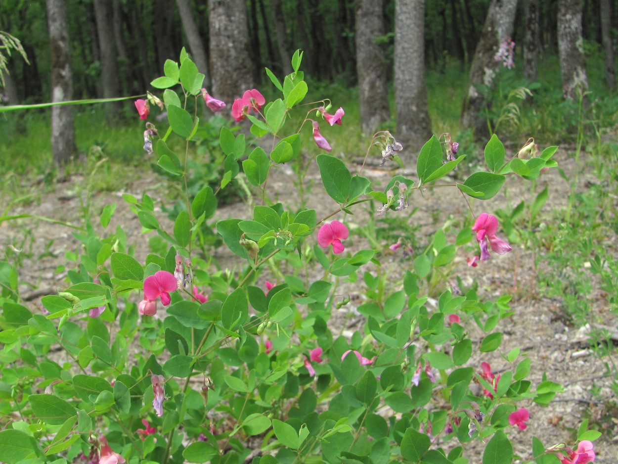 Image of Lathyrus roseus specimen.