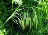 Смотреть изображение Anisantha tectorum
