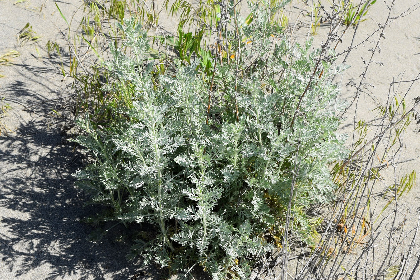 Изображение особи Artemisia ferganensis.