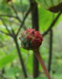 Смотреть изображение Cynoxylon sinense