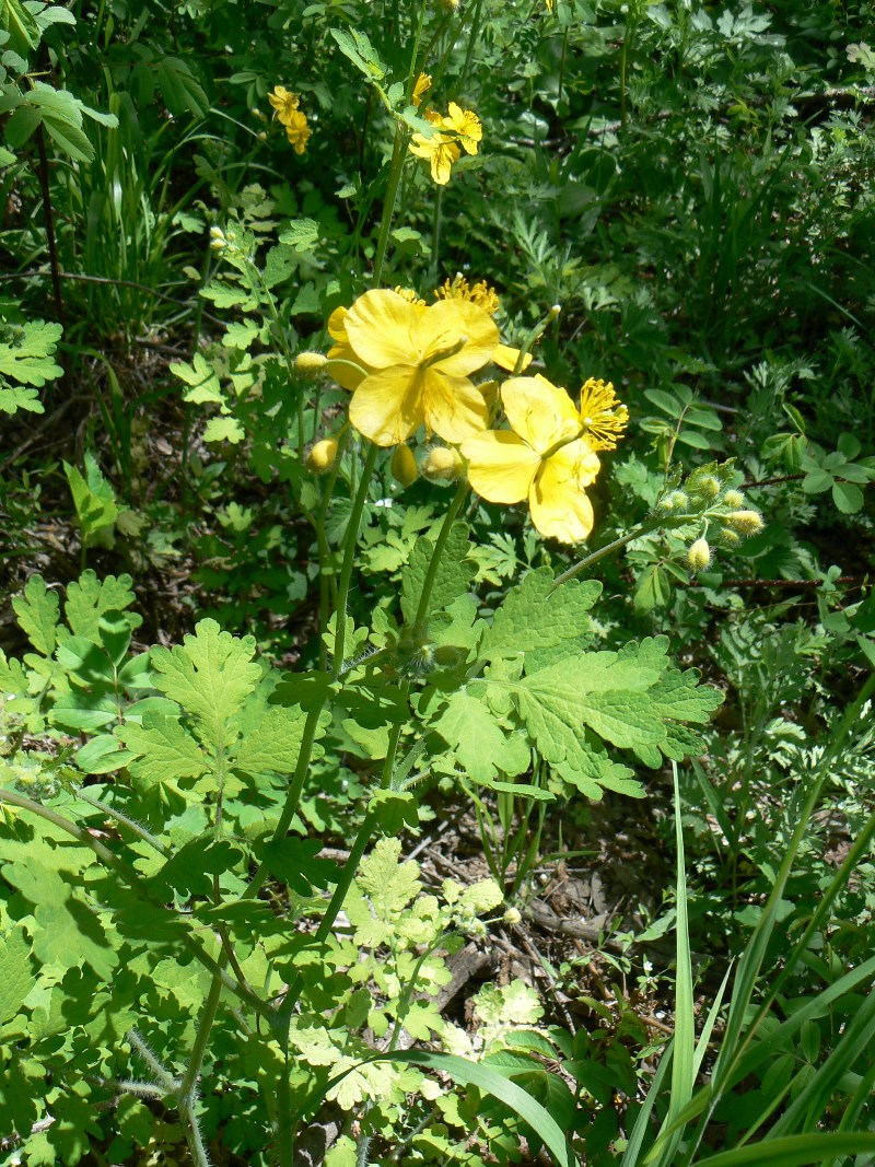 Изображение особи Chelidonium asiaticum.