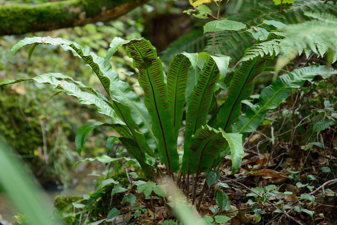 Изображение особи Phyllitis scolopendrium.