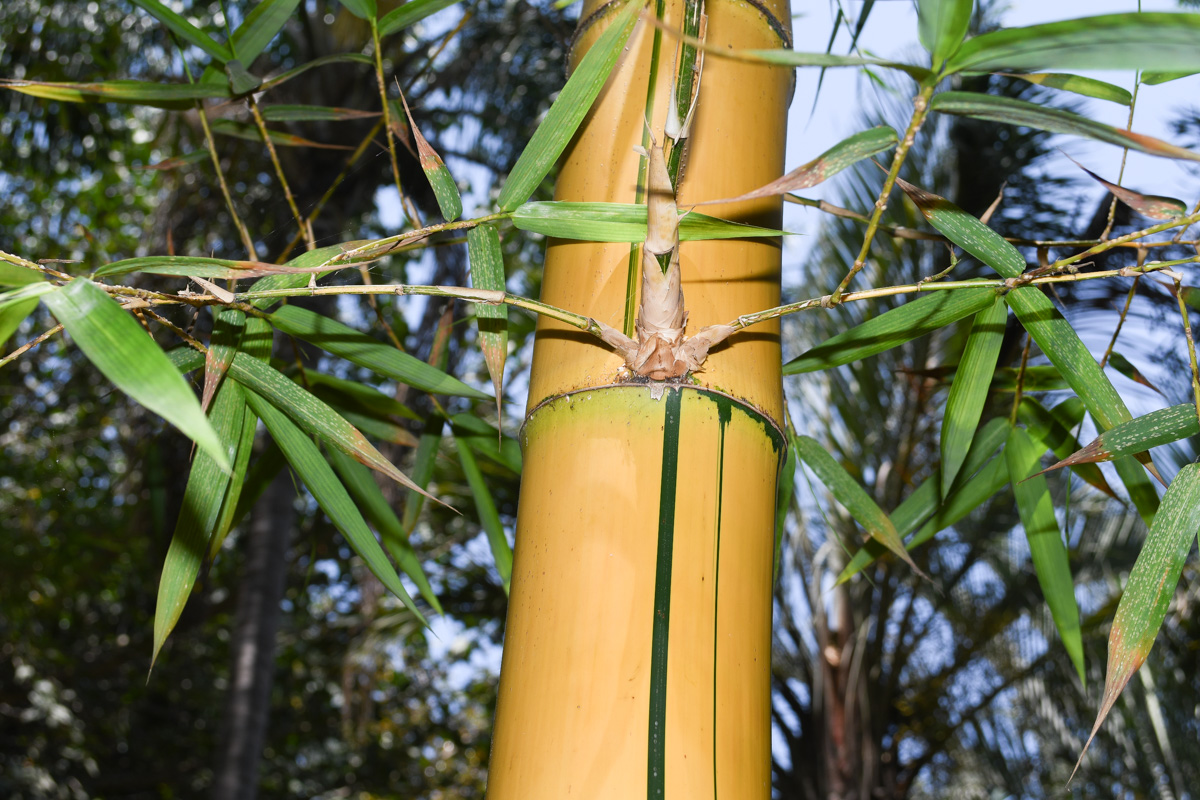 Image of Bambusa multiplex specimen.