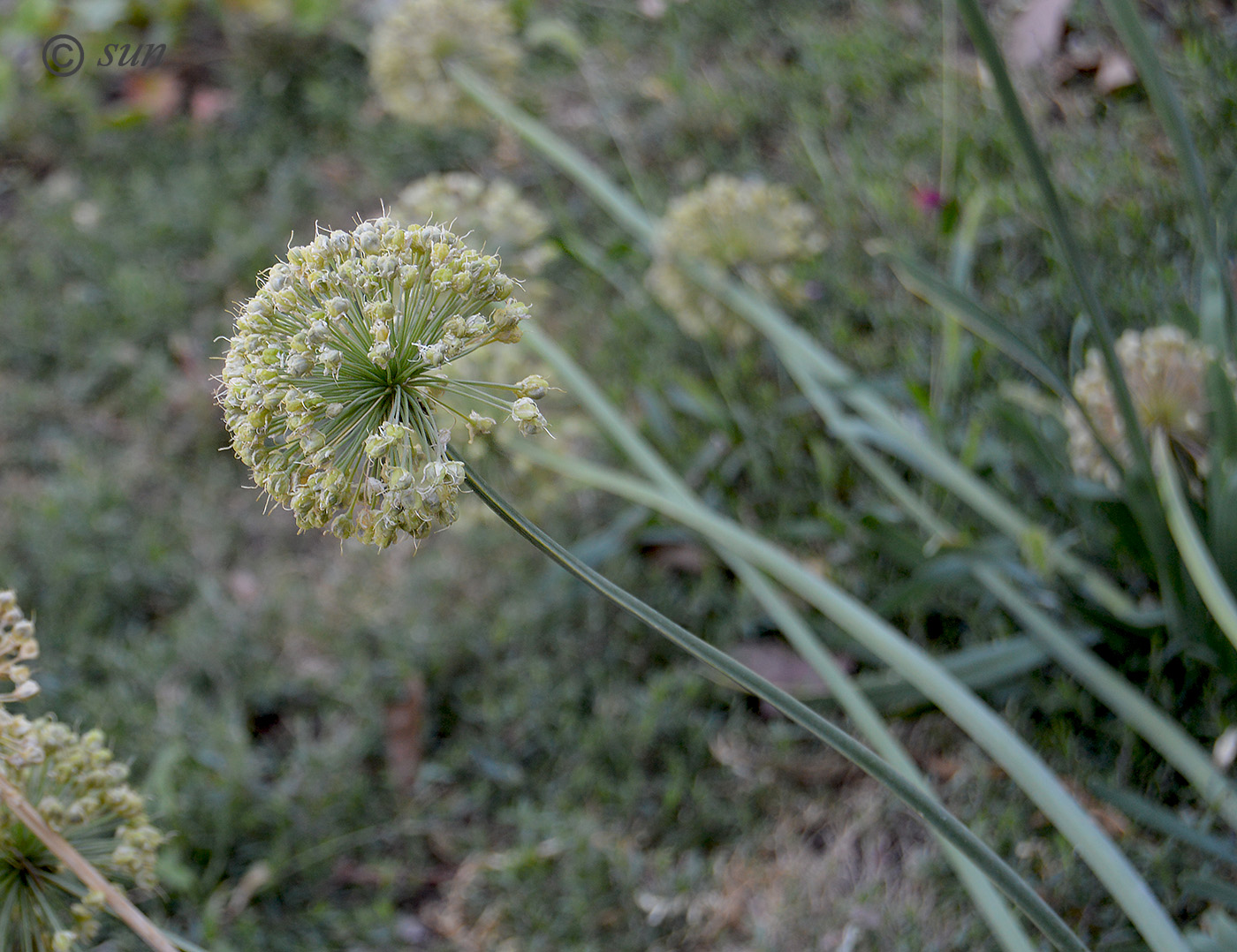 Image of Allium nutans specimen.