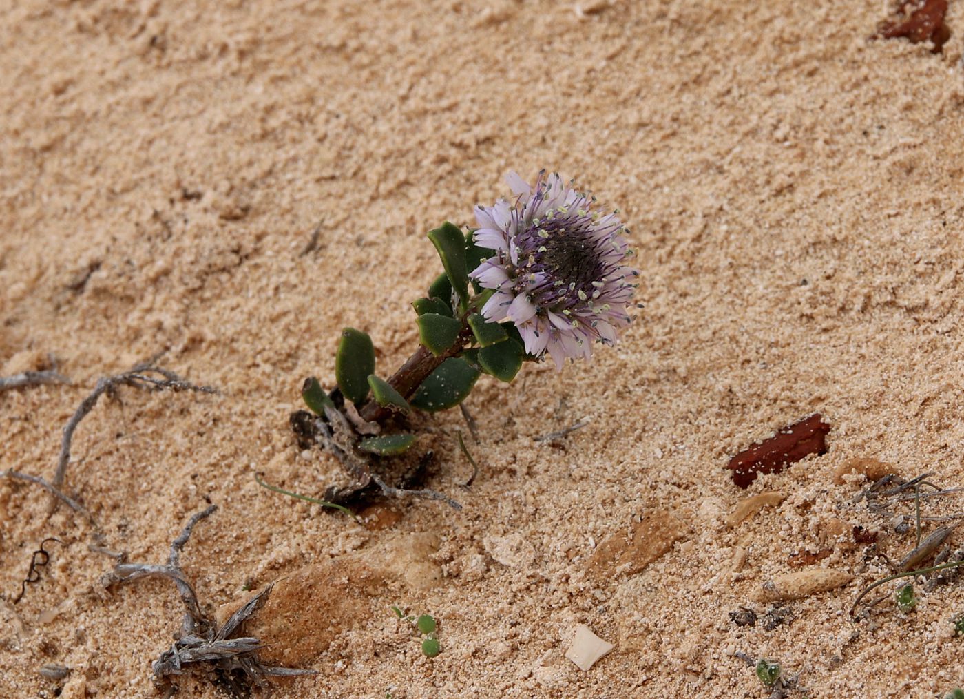 Image of Globularia arabica specimen.