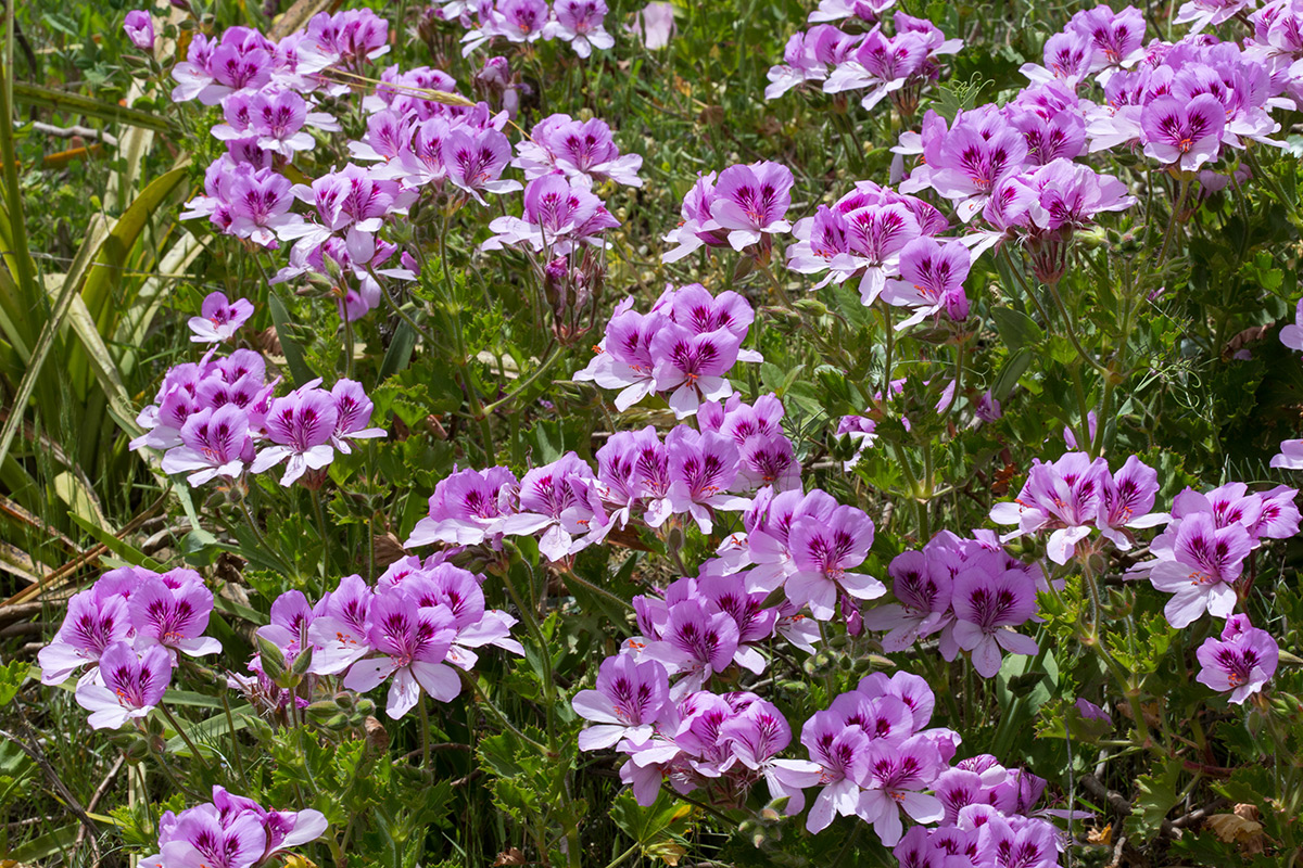 Image of Pelargonium cucullatum specimen.