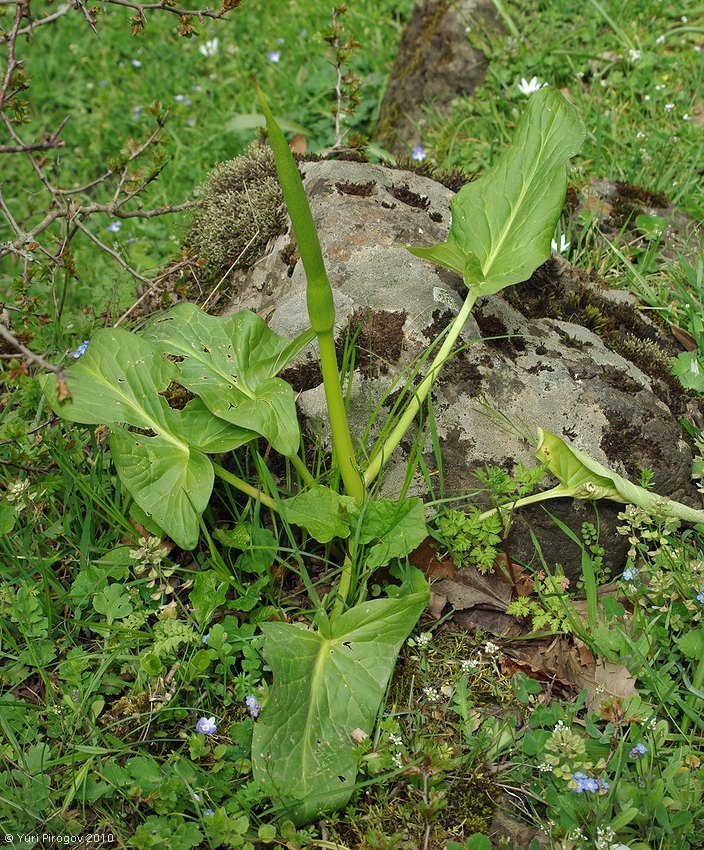 Image of Arum rupicola specimen.