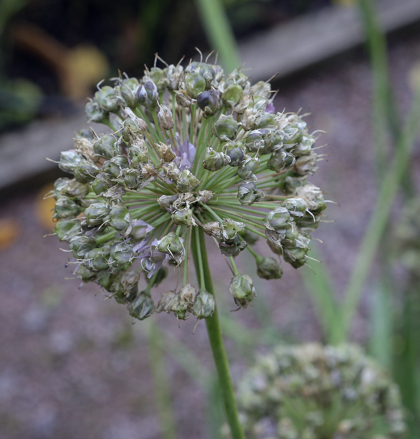 Image of genus Allium specimen.