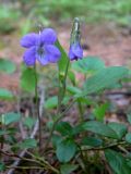 Viola rupestris. Цветущее растение. Свердловская обл., окр. г. Североуральск, опушка сосново-елового леса. 06.06.2008.