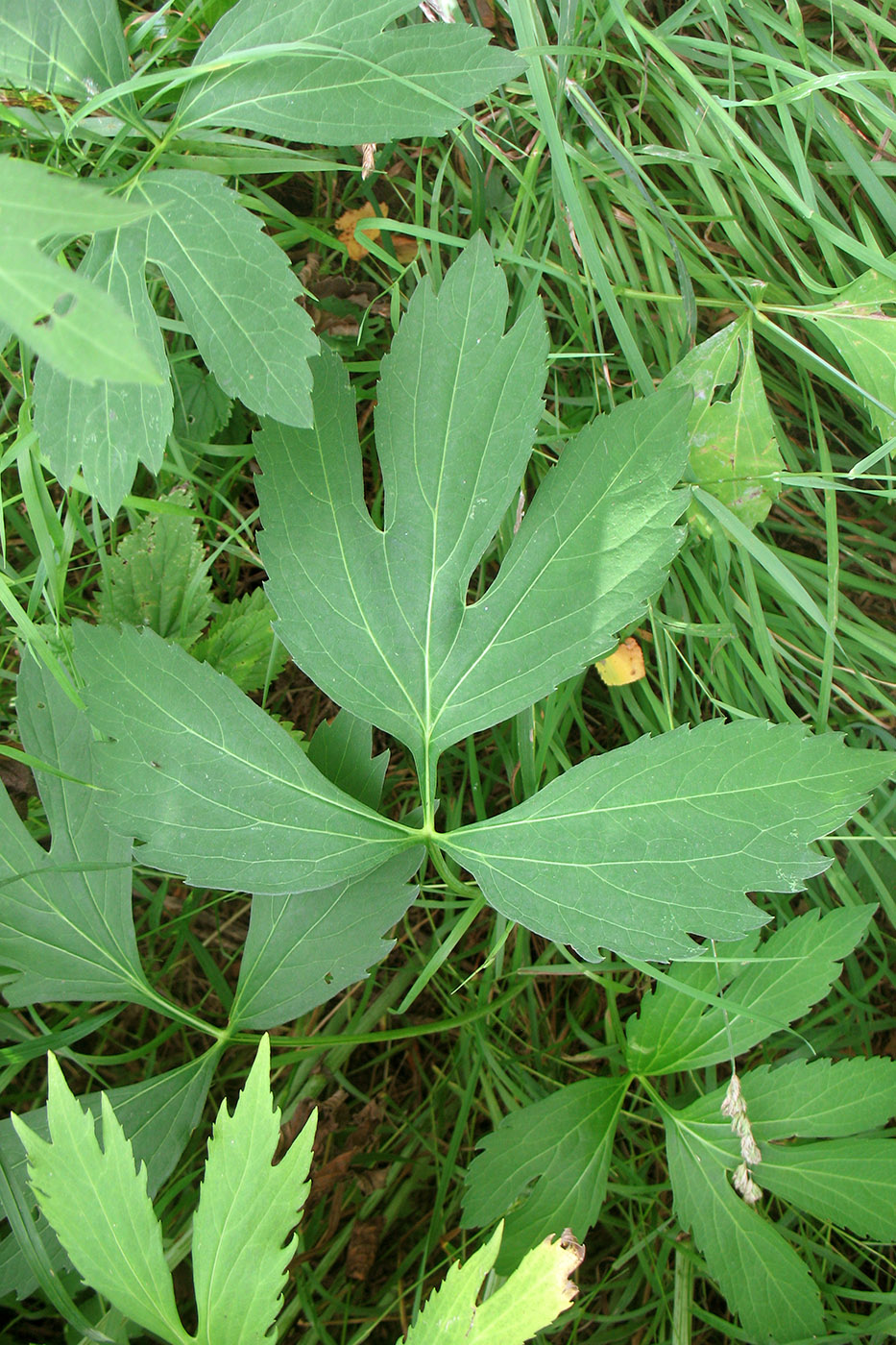 Image of Rudbeckia laciniata var. hortensia specimen.