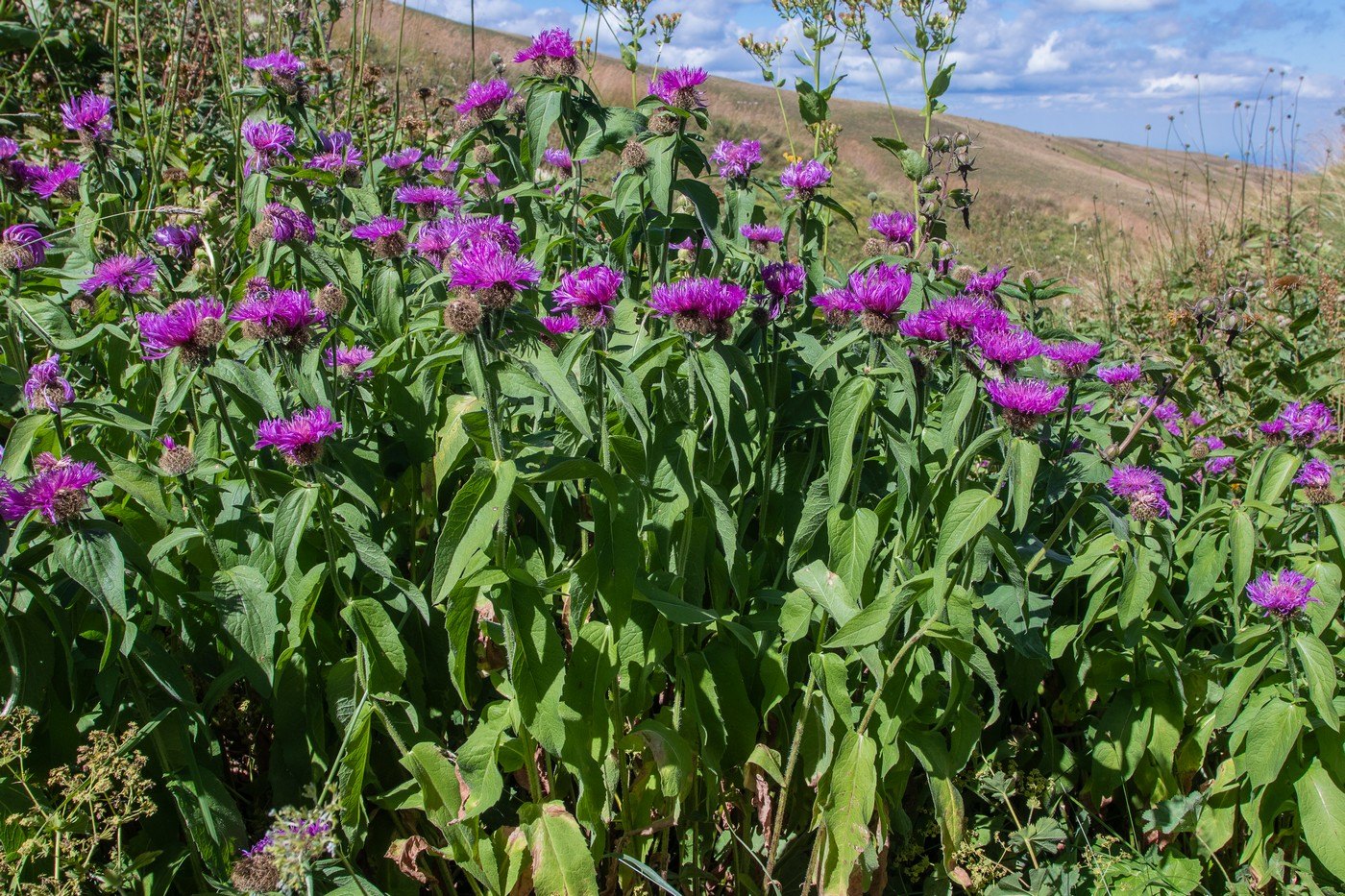 Image of Centaurea phrygia specimen.