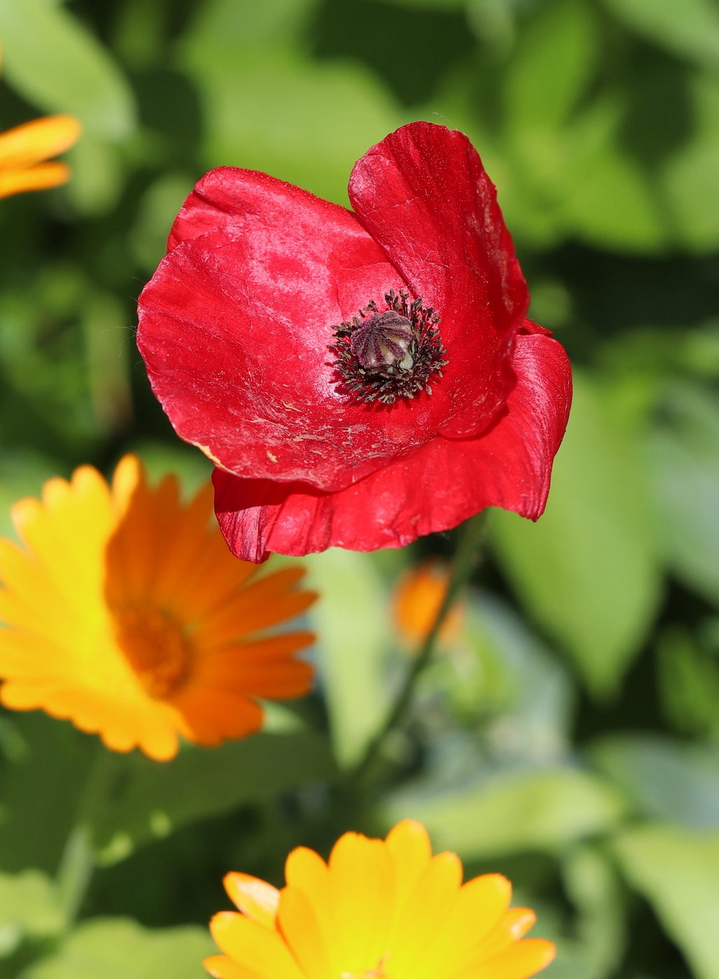 Изображение особи Papaver rhoeas.