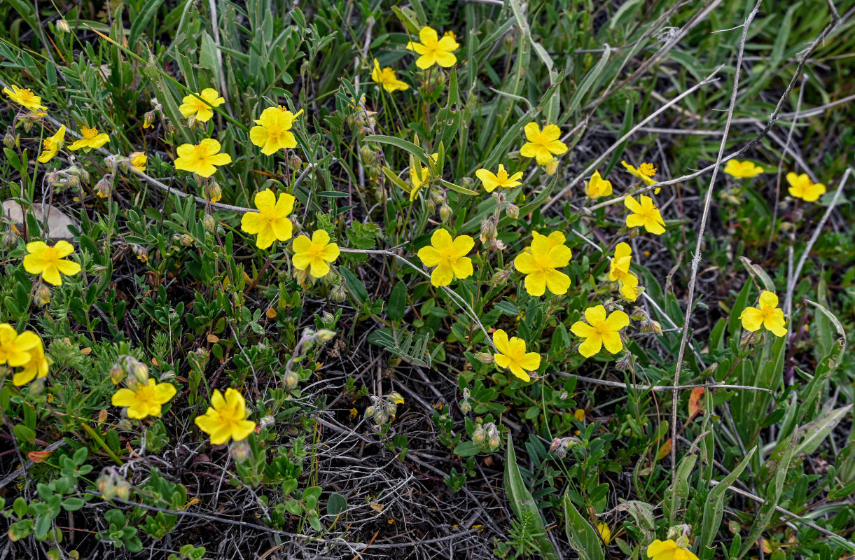 Изображение особи род Helianthemum.