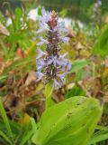 Pontederia cordata