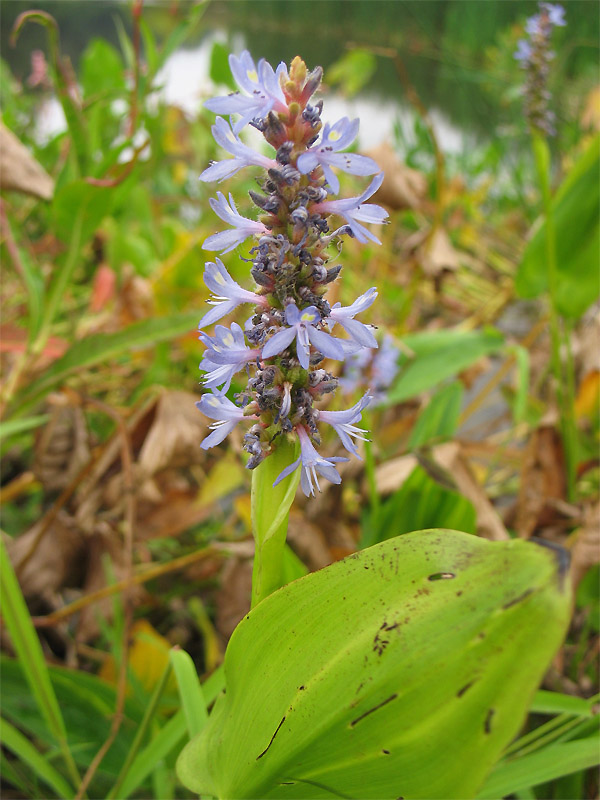 Image of Pontederia cordata specimen.